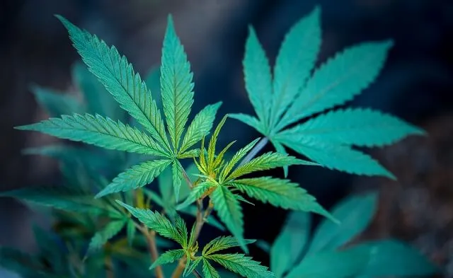 Lecznicza marihuana – dlaczego jest tak kontrowersyjna?